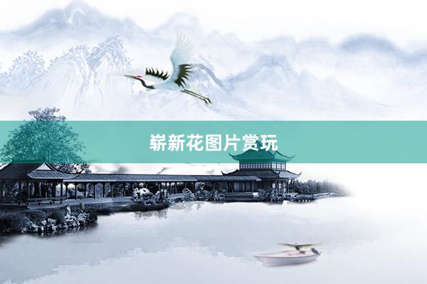 崭新花图片赏玩