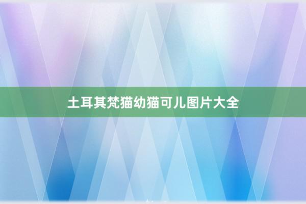 土耳其梵猫幼猫可儿图片大全